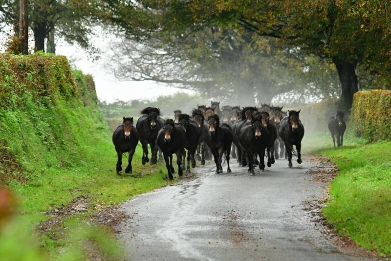 Exmoor Retreat On Two Moors Way Withypool Eksteriør billede