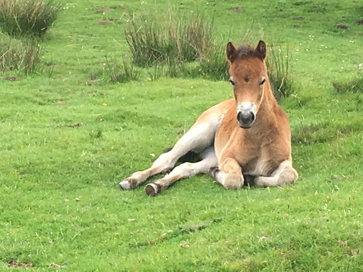Exmoor Retreat On Two Moors Way Withypool Eksteriør billede