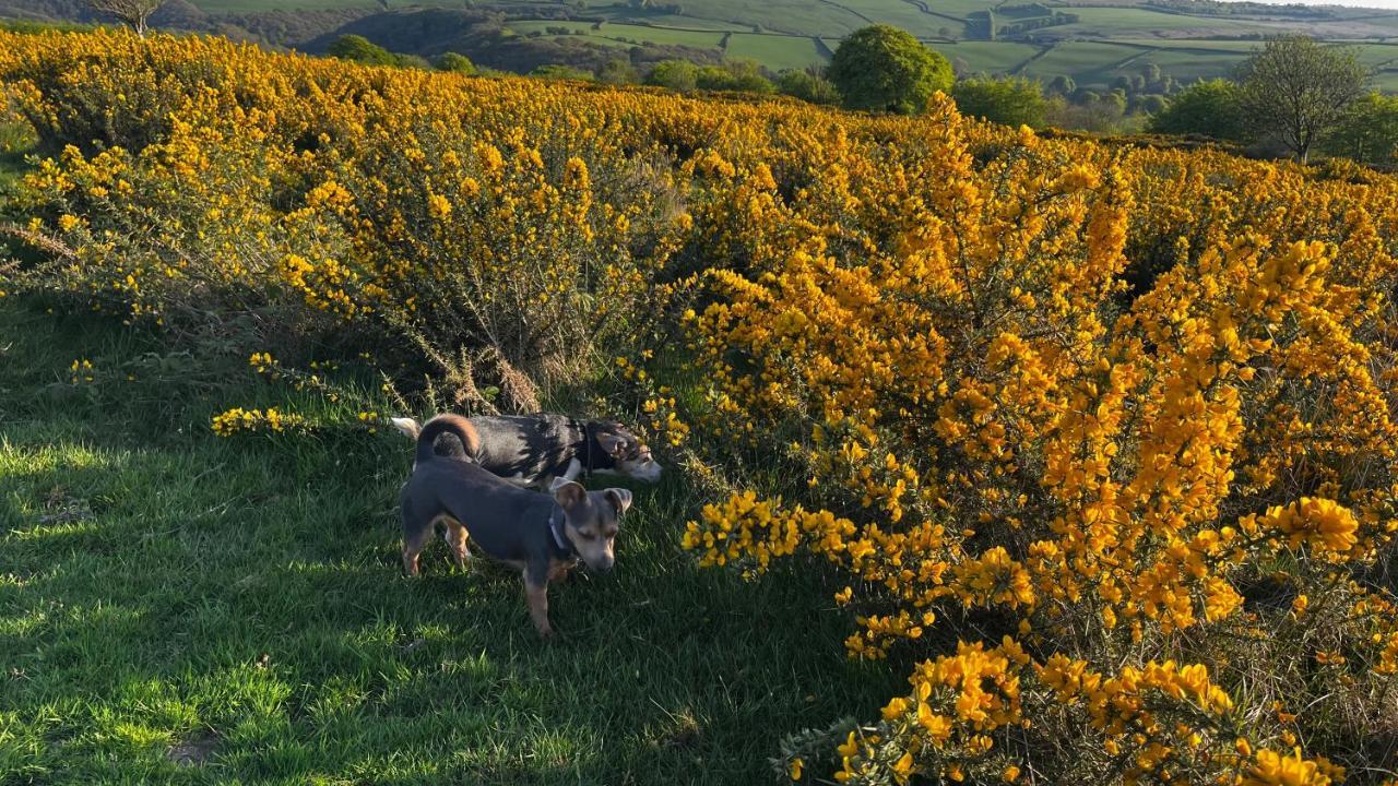 Exmoor Retreat On Two Moors Way Withypool Eksteriør billede