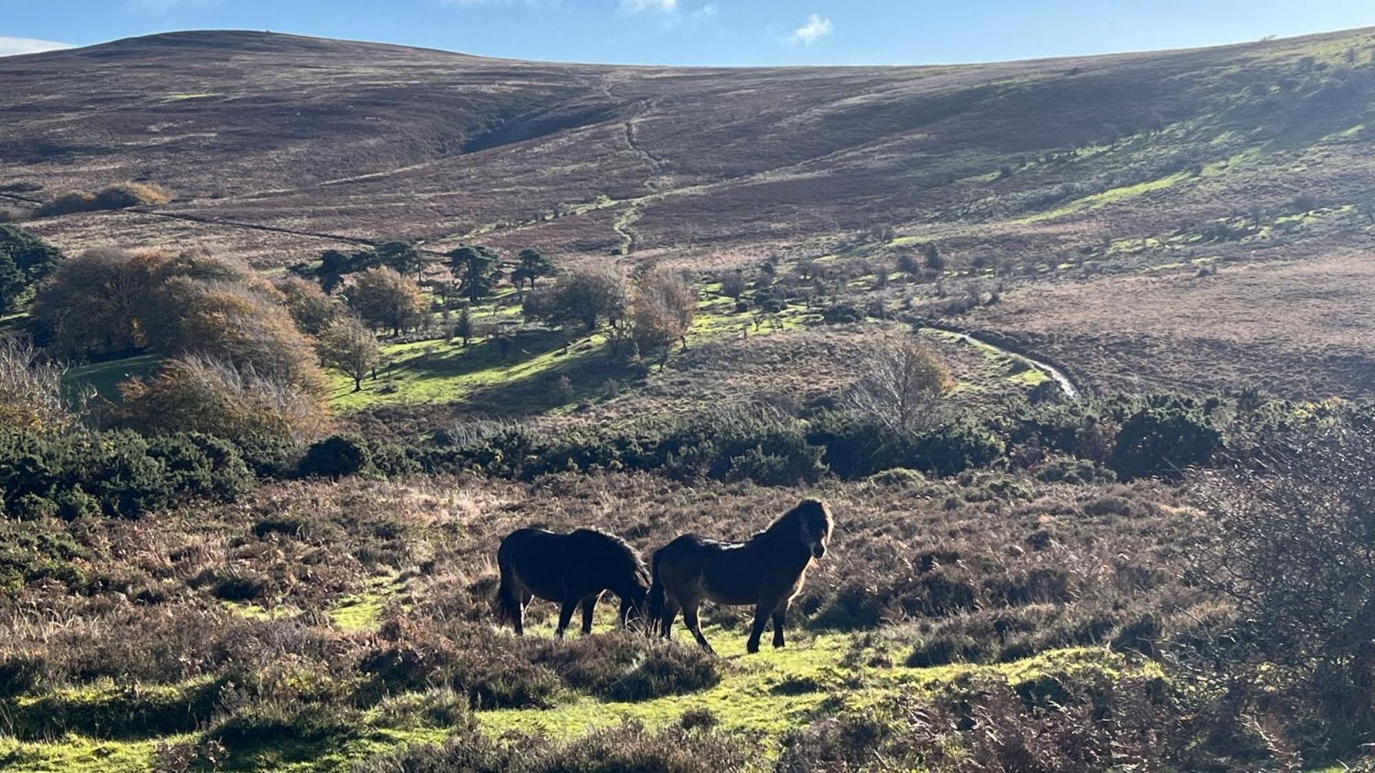 Exmoor Retreat On Two Moors Way Withypool Eksteriør billede